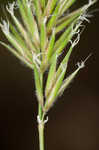 Sweet vernalgrass